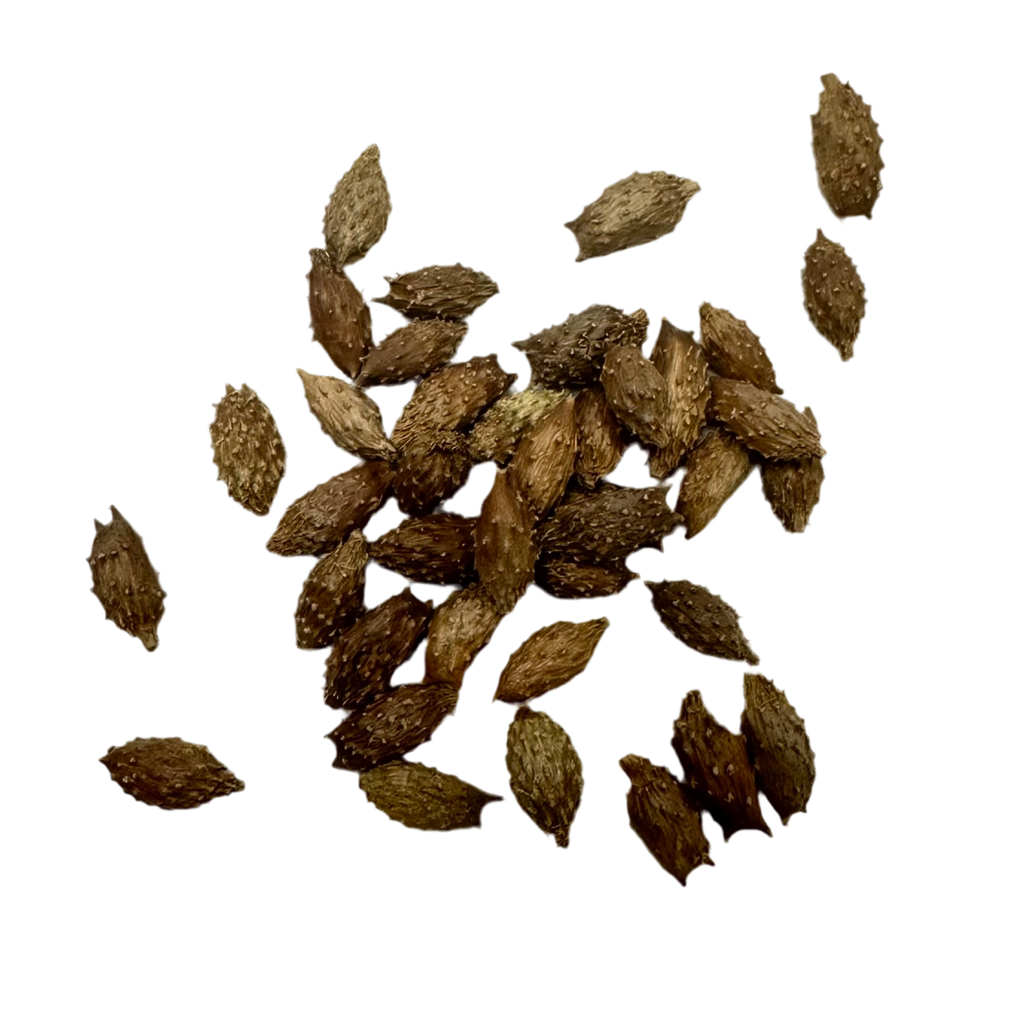 苍耳子 ( Cang Er Zi) Siberian Cocklour Fruit