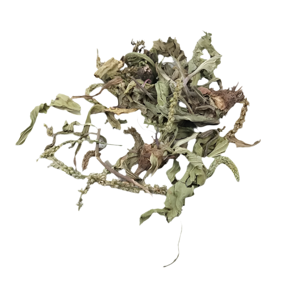 车前草( Che Qian Cao )Plantain Herb